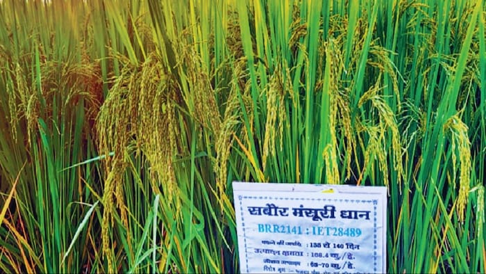 मंसूरी धान