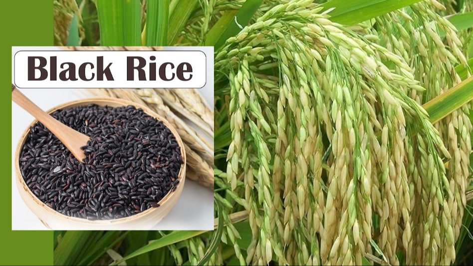 Black Paddy Farming: 250-500 रुपये किलो बिकता है काला चावल, उगाने की तैयारी में जुटे किसान अपनाएं ये विधि  Black Paddy Farming: 250-500 रुपये किलो बिकता है काला चावल, उगाने की तैयारी में जुटे किसान अपनाएं ये विधि
