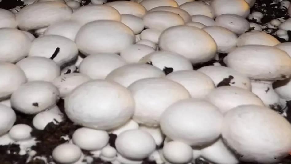 Milky mushroom: गर्मी के मौसम में करें इस मशरूम की खेती, मिलेगा 10 गुना तक मुनाफा Milky mushroom: गर्मी के मौसम में करें इस मशरूम की खेती, मिलेगा 10 गुना तक मुनाफा