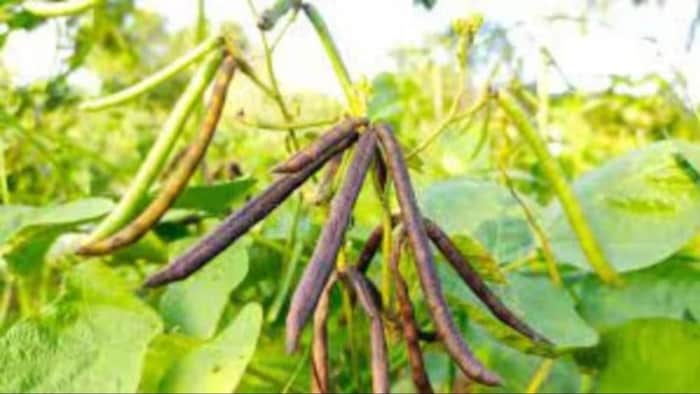 मूंग की खेती