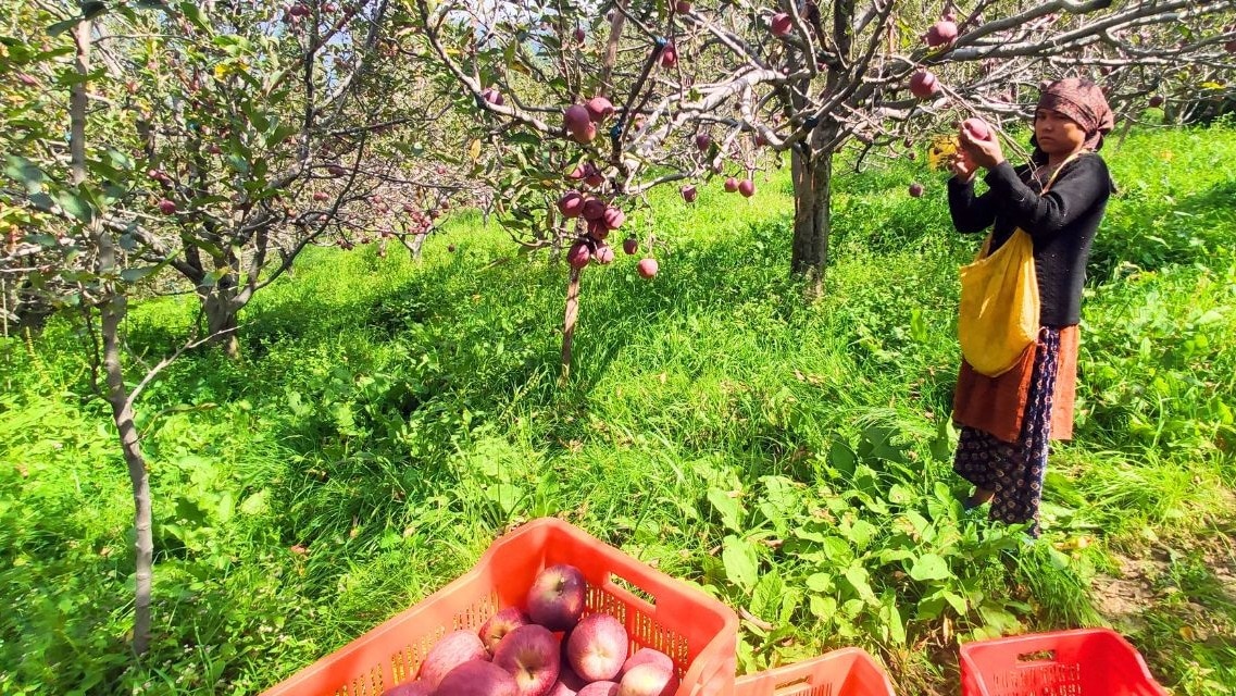 हिमाचल में सासंदों के विरोध में उतरे सेव किसान (सांकेतिक तस्वीर)