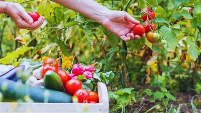 मई महीने में लगाएं ये पांच सब्जियां