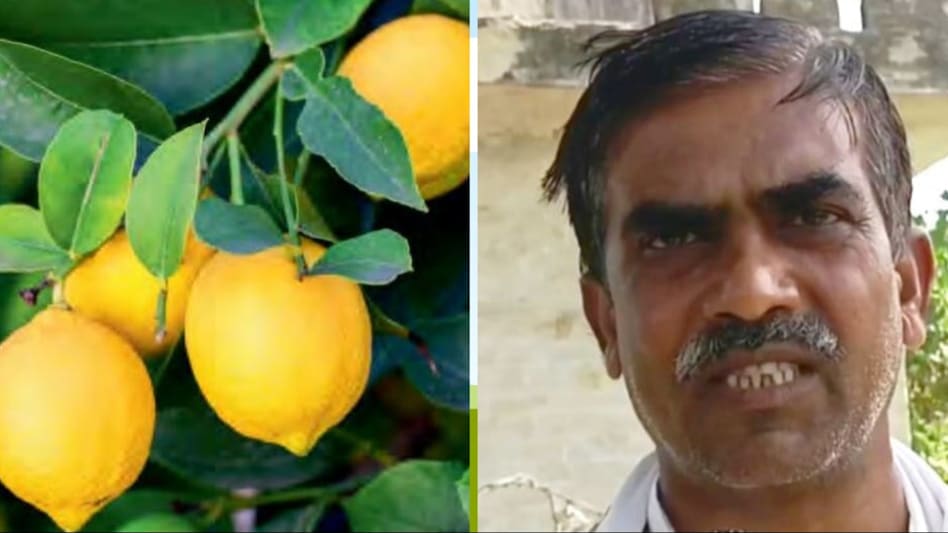 गर्मियों के मौसम में नींबू का बंपर उत्पादन कर रहा फर्रुखाबाद का यह किसान, जानें मोटी कमाई का फंडा गर्मियों के मौसम में नींबू का बंपर उत्पादन कर रहा फर्रुखाबाद का यह किसान, जानें मोटी कमाई का फंडा