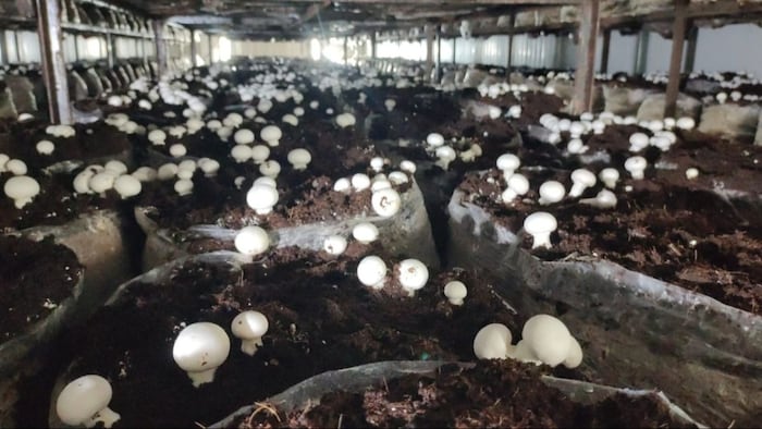 मशरूम की खेती