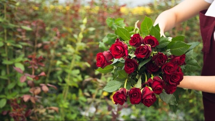 जानिए गुलकंद के फायदे के बारे में