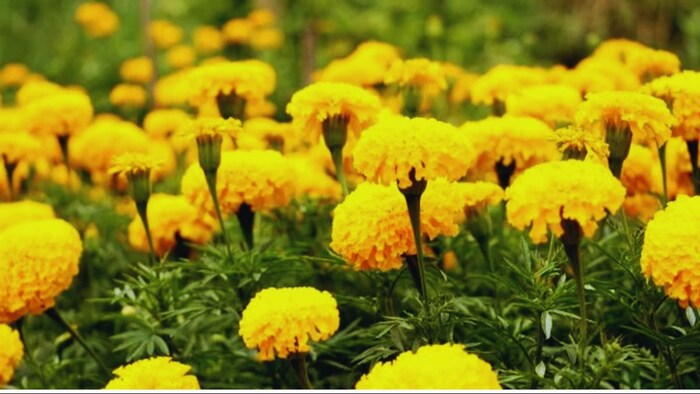 पूसा बहार किस्म