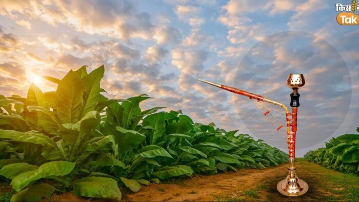 किसानों को मिला तम्बाकू का अच्छा भाव