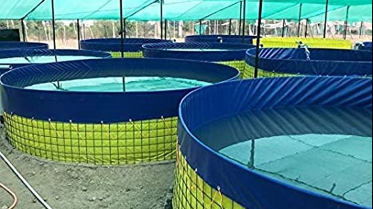 Fish Farming: मछली पालन के लिए अब नहीं है तालाब की जरूरत, इस तकनीक से बदल रही है किसानों की किस्मत Fish Farming: मछली पालन के लिए अब नहीं है तालाब की जरूरत, इस तकनीक से बदल रही है किसानों की किस्मत