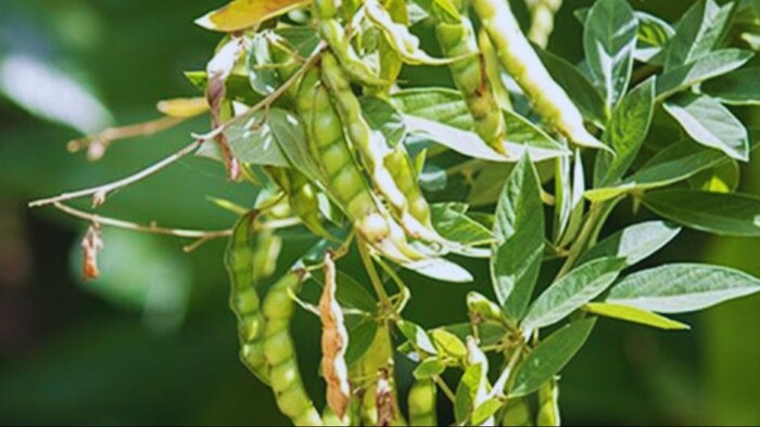 अरहर की खेती