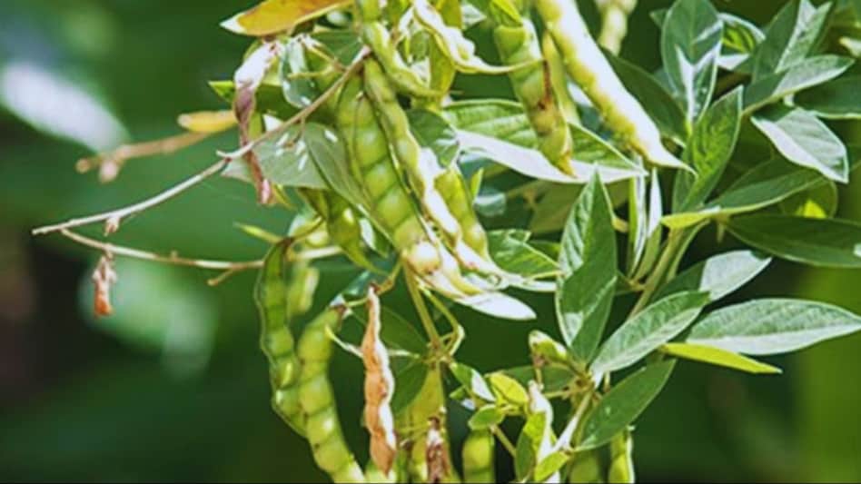 Arhar Crop: अरहर की ये किस्में दिलाएंगी बंपर मुनाफा, बुवाई से पहले जान लें बीज उपचार का सही तरीका Arhar Crop: अरहर की ये किस्में दिलाएंगी बंपर मुनाफा, बुवाई से पहले जान लें बीज उपचार का सही तरीका