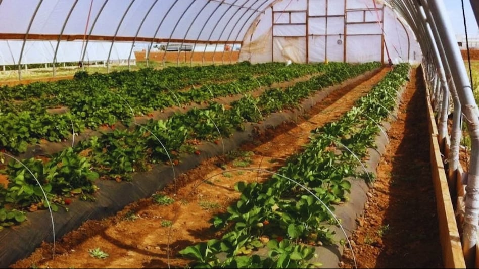 फसल उपज बढ़ाने में मददगार है टनल फार्मिंग, कम लागत में किसानों की कमाई हो जाती है डबल फसल उपज बढ़ाने में मददगार है टनल फार्मिंग, कम लागत में किसानों की कमाई हो जाती है डबल