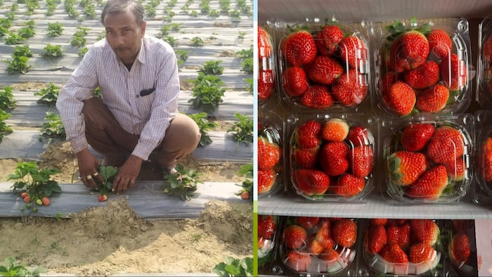 औरैया के भाग्य नगर ब्लाक के ग्राम रानीपुर निवासी प्रगतिशील किसान राम गोविंद शुक्ला (Photo-Kisan Tak)