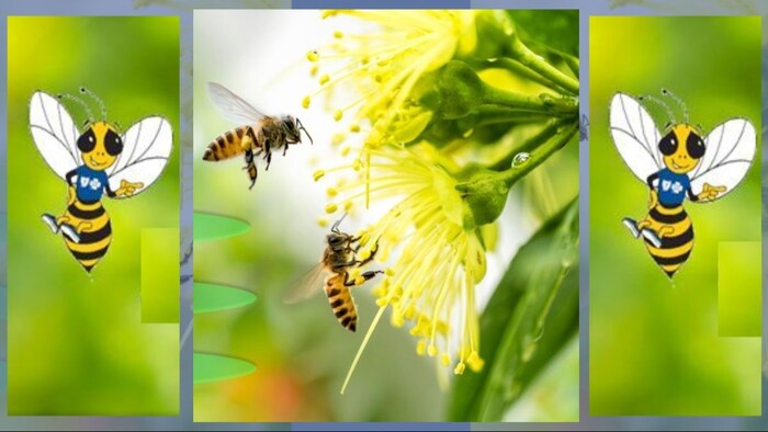 गर्मी और लू से मधुमक्खियों की सुरक्षा जरूरी है.