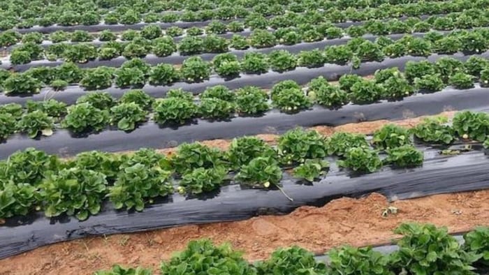 क्या है मल्चिंग पेपर लगाने का सही तरीका