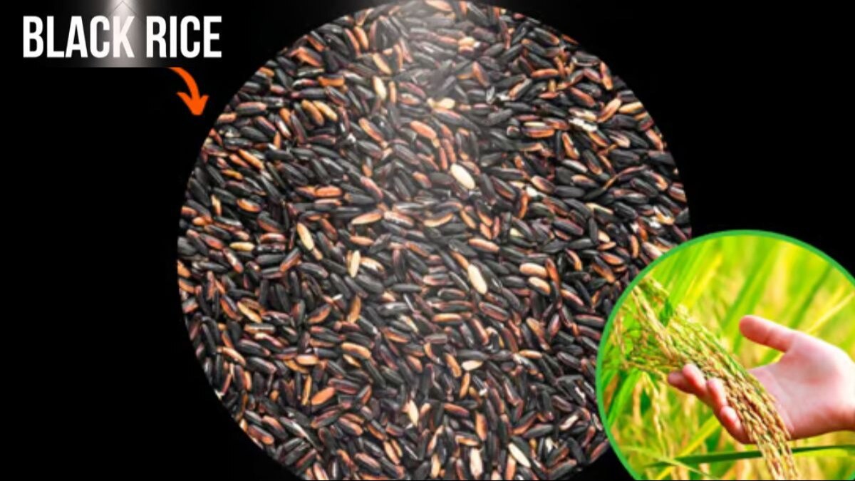 आधे से भी कम कीमत में बेचा जा रहा एफपीओ किसानों का काला चावल, सरकारी प्लेटफॉर्म से ऑनलाइन खरीदने का मौका 