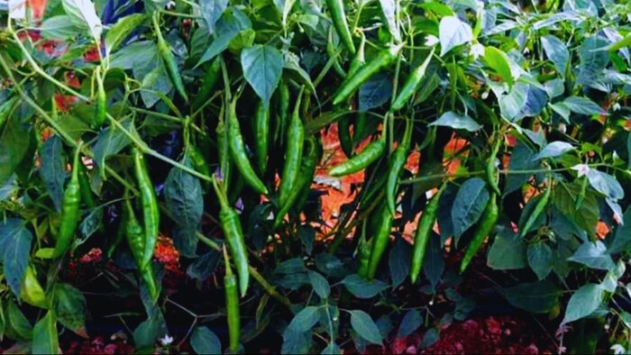 मिर्च की खेती (सांकेतिक तस्वीर)