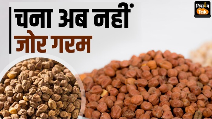 चना इंपोर्ट ड्यूटी फ्री होने से किसानों को नुकसान की आशंका