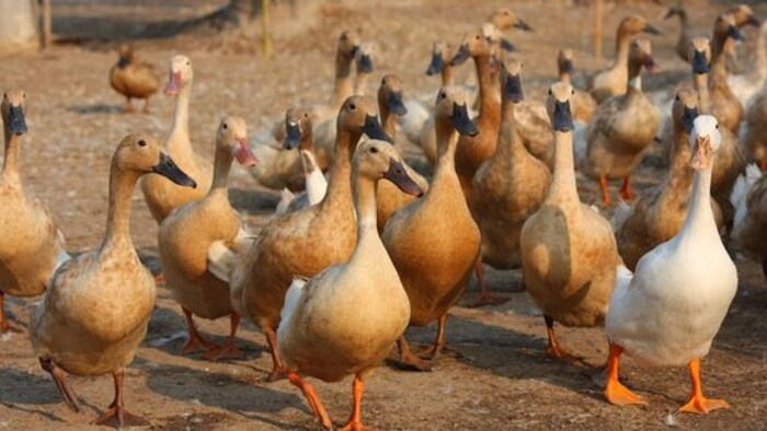 बत्तखों को इस प्रकार दें खाना