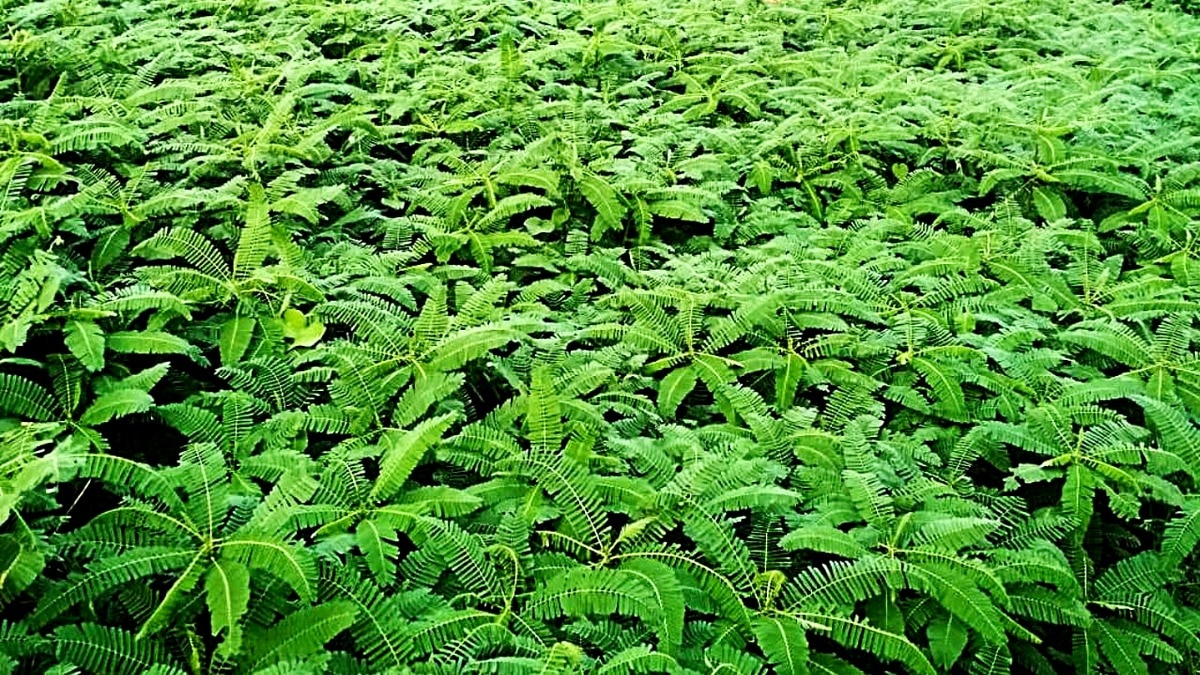 जमीन को बनाना हो उपजाऊ तो गर्मी में करें हरे खाद की खेती, खरीफ फसलों से मिलेगी बंपर पैदावार