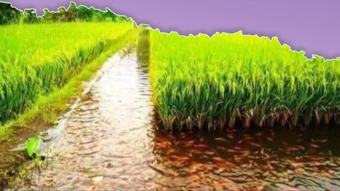 केंद्र सरकार देश के एग्रीकल्चर स्टेटिक्स सिस्टम को और बेहतर करने में जुटी है.