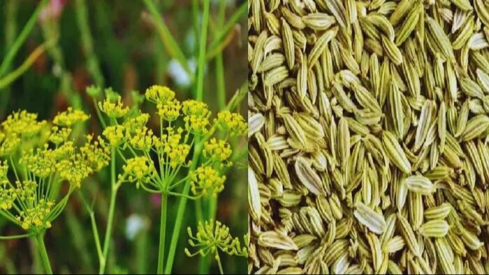 सौंफ की खेती से किसान हुआ मालामाल. (सांकेतिक फोटो)