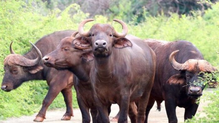 Jafarabadi buffalo