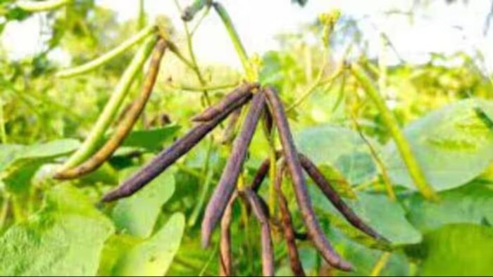 मूंग की खेती