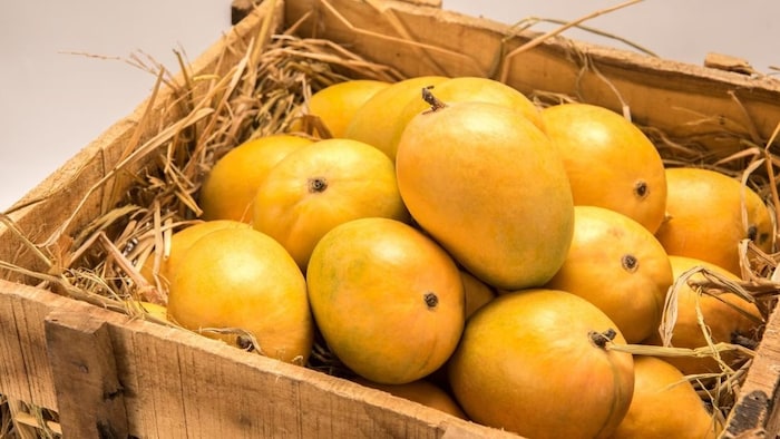 आम खाने से पहले जान लें उनकी किस्मों के नाम