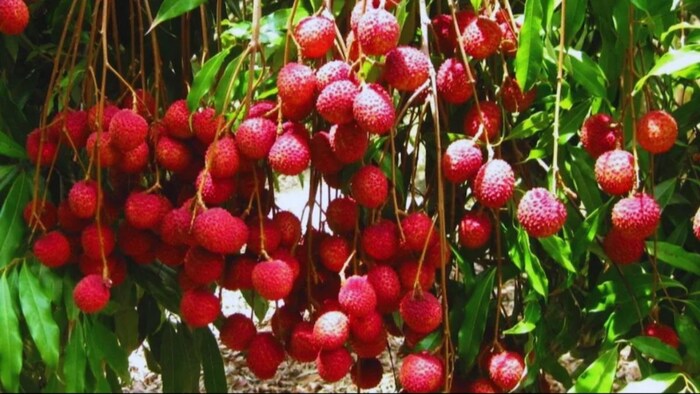 लीची फायदे