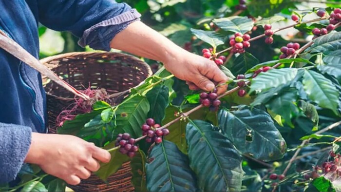 कॉफी के उत्पादन में आ सकती है गिरावट