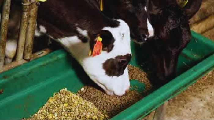 खनिज चारा