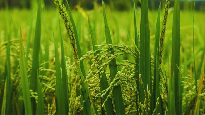 धान की किस्में