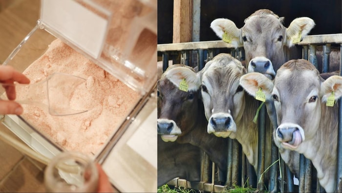 गायों के लिए भी नमक बहुत जरूरी होता है