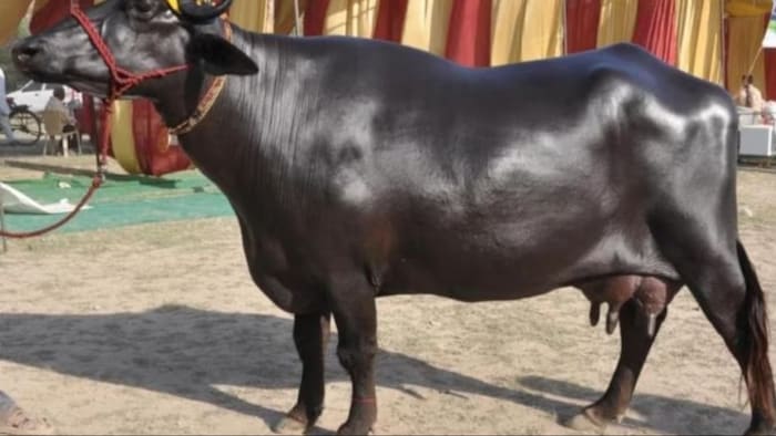 मुनाफा कमाने के लिए इस नस्ल की भैंस पालें