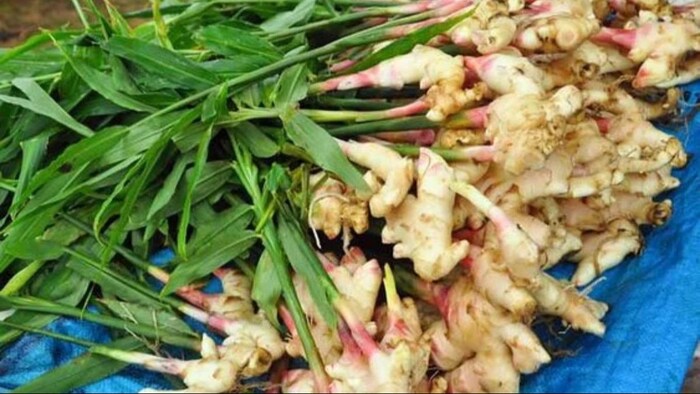 अदरक की खेती (सांकेतिक तस्वीर)