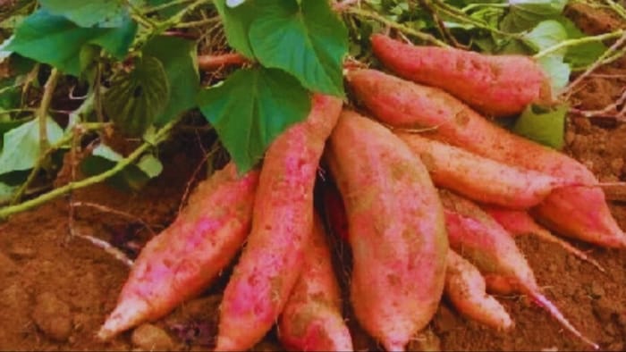 शकरकंद की खेती