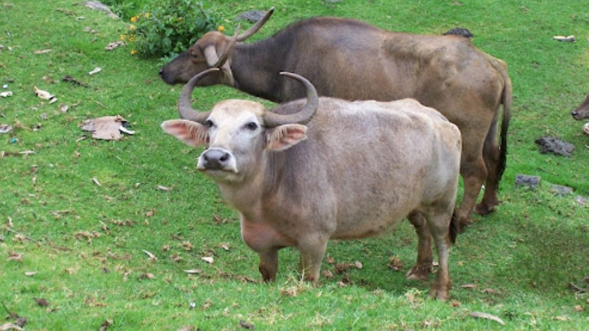 Buffalo Breed: नहीं सुना होगा भैंस की इस नस्ल का नाम, बाल्टी भर-भर के देती है दूध