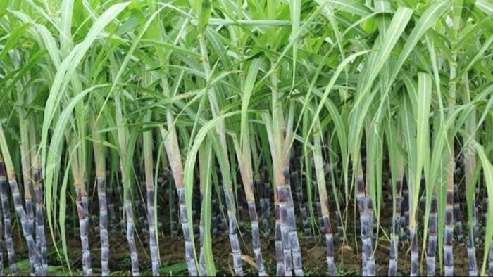 गन्ना की खेती