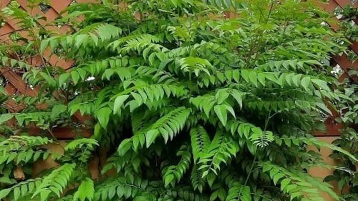 करी पत्ता (फाइल फोटोः