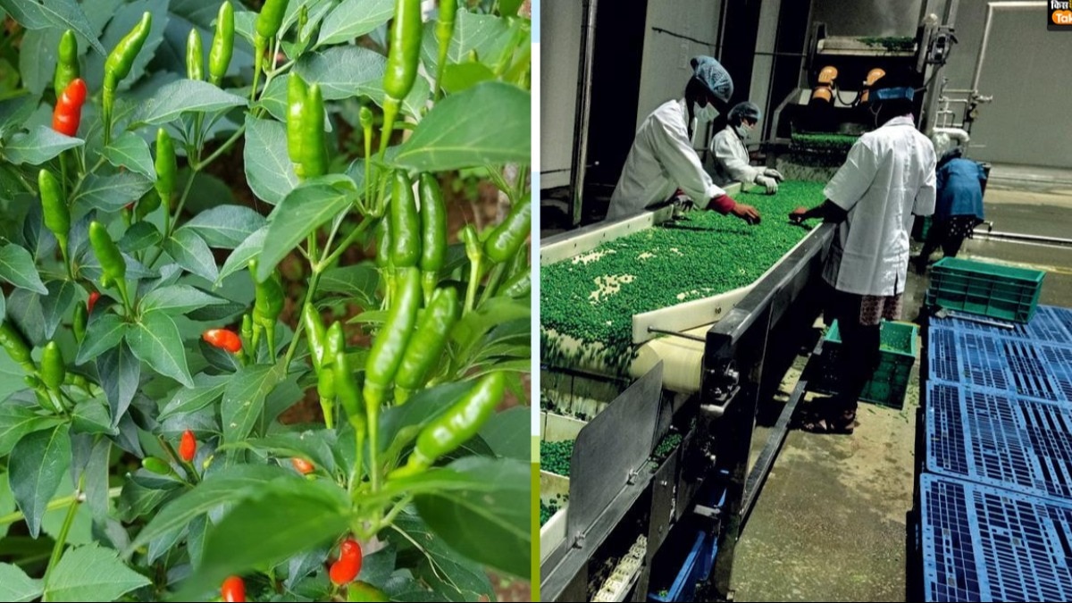 Green Chilli: वाराणसी में अब हरी मिर्च का तैयार होगा पाउडर, किसानों को सीधे मिलेगा लाभ, जानिए प्लान