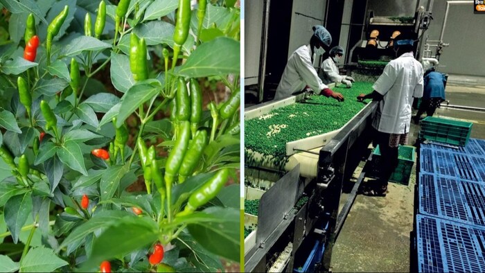 पूर्वांचल के किसानों से कंपनी खेतों हरी मिर्च सीधे खरीदेगी (Photo-Kisan Tak)