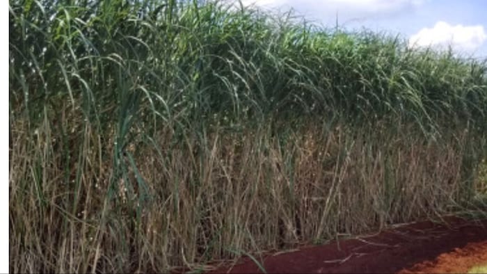 गन्ने के हानिकारक कीट