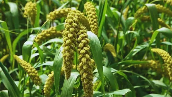 बाजरा और चीना की खेती