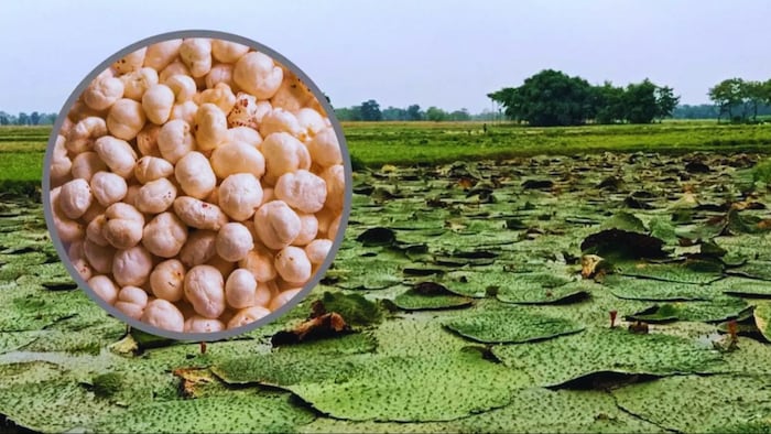 मखाना की खेती