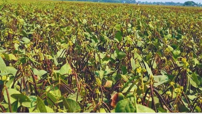 मूंग की वैरायटी