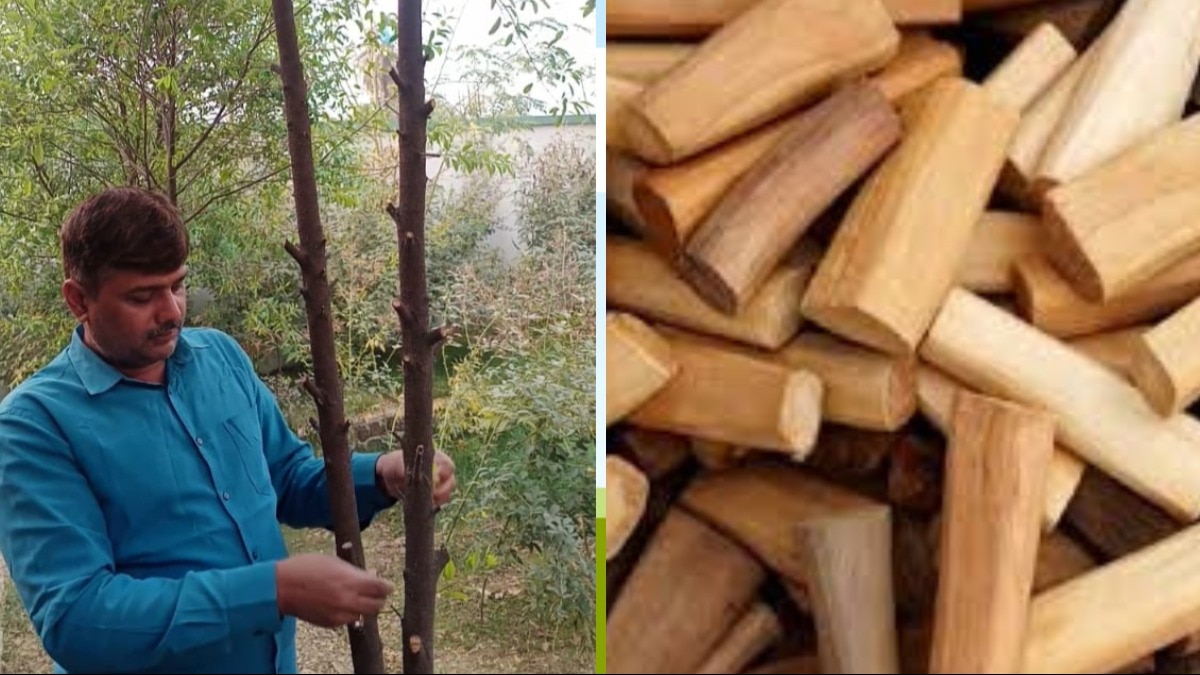 कर्नाटक के बाद गोरखपुर के इस किसान ने उगाया 13 फीट ऊंचा चंदन का पेड़, 10 साल बाद करोड़ों में होगी इनकम