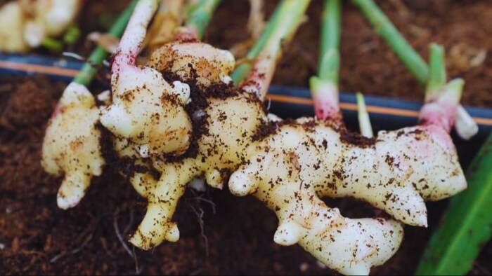 अदरक की खेती