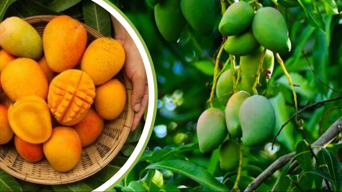 अल्फांसो आम