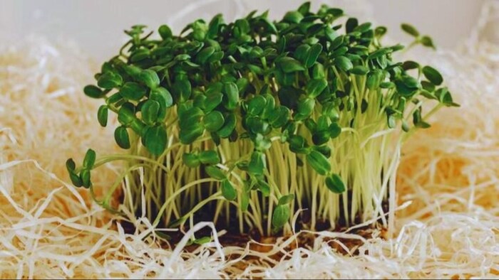 माइक्रोग्रीन्स सब्जियों का पौधा