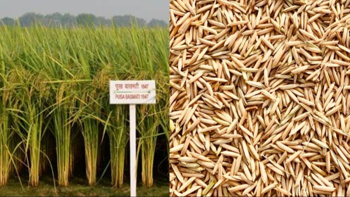  Basmati Varieties : पूसा ने रोगमुक्त बासमती की 3 नई किस्में विकसित कीं, किसानों की बंपर कमाई होगी 